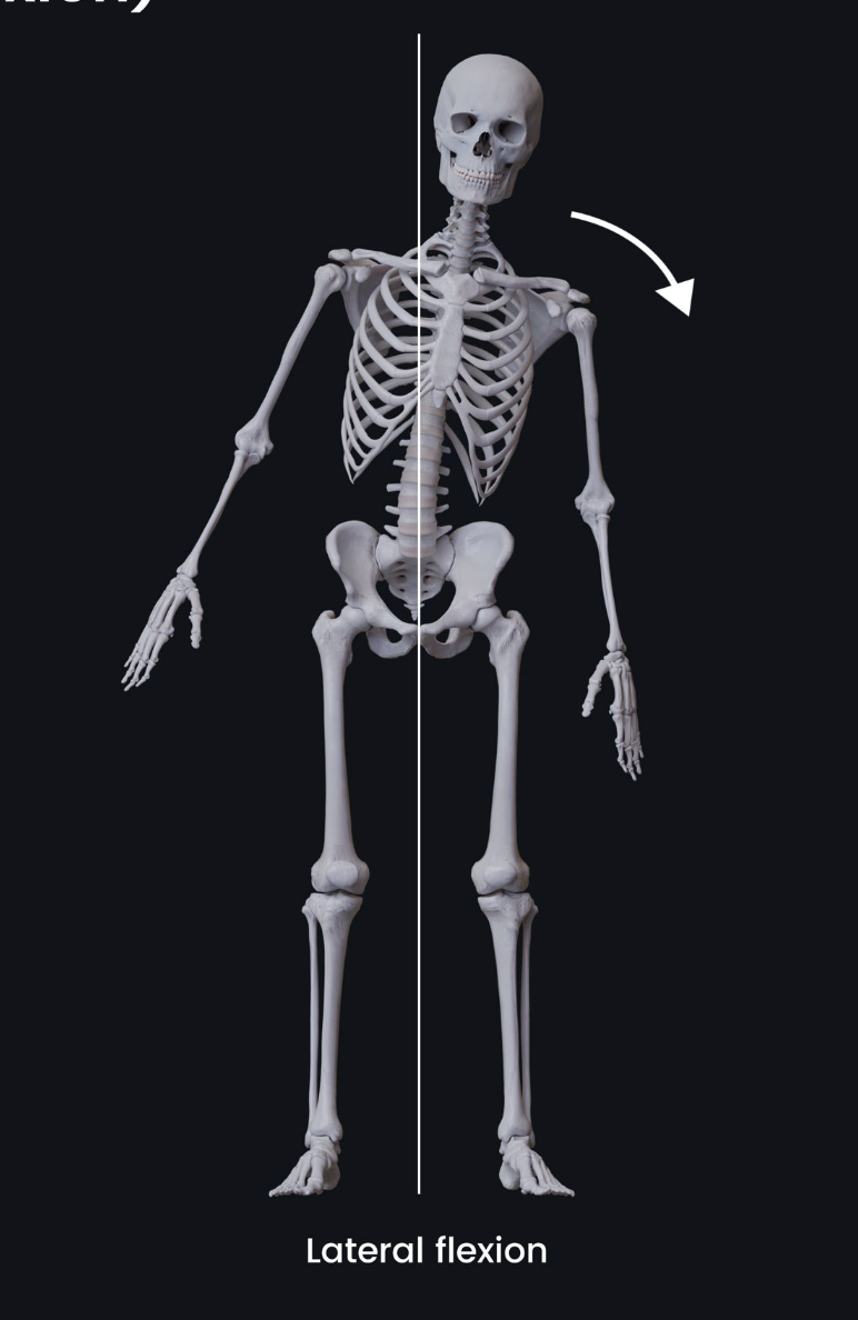 <p>bending the neck or torso to the side</p>