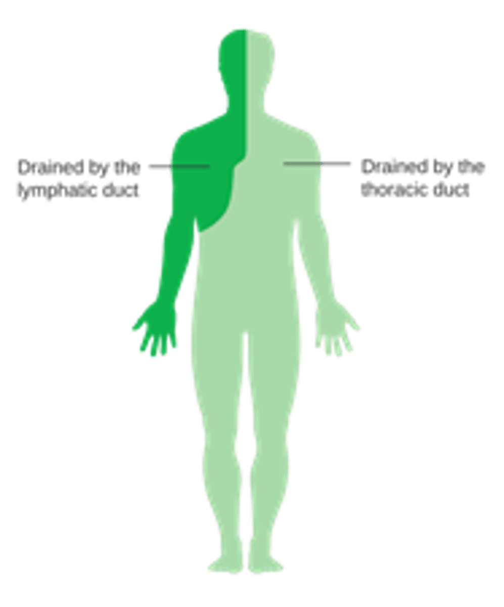 <p>receives lymph from right arm, right head, and right thorax → empties into right subclavian vein</p>