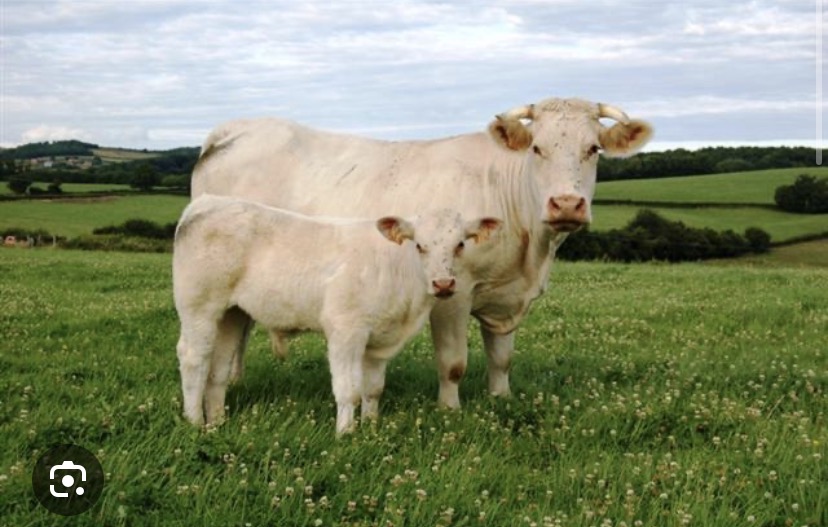 <p>Breed?</p>