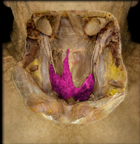 <p>Thyroid gland</p>