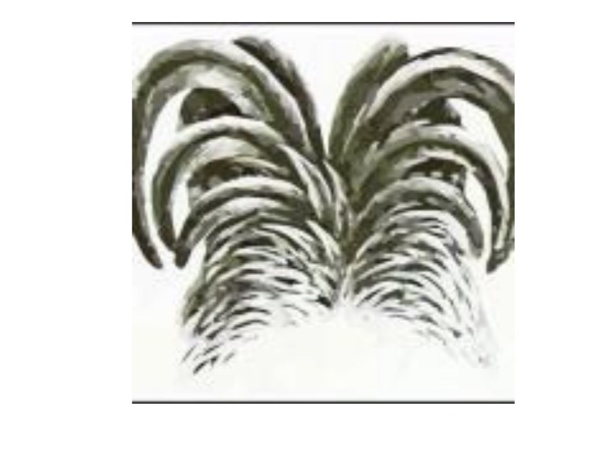 <p>gap in middle of tail primaries </p>