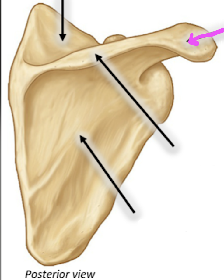 <p>ID structure </p>