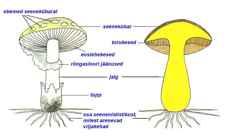 <p>Kübarseene osad:</p><p>Kübar, eoslehekesed / eostorukesed, jalg, rõngas, tupp</p>