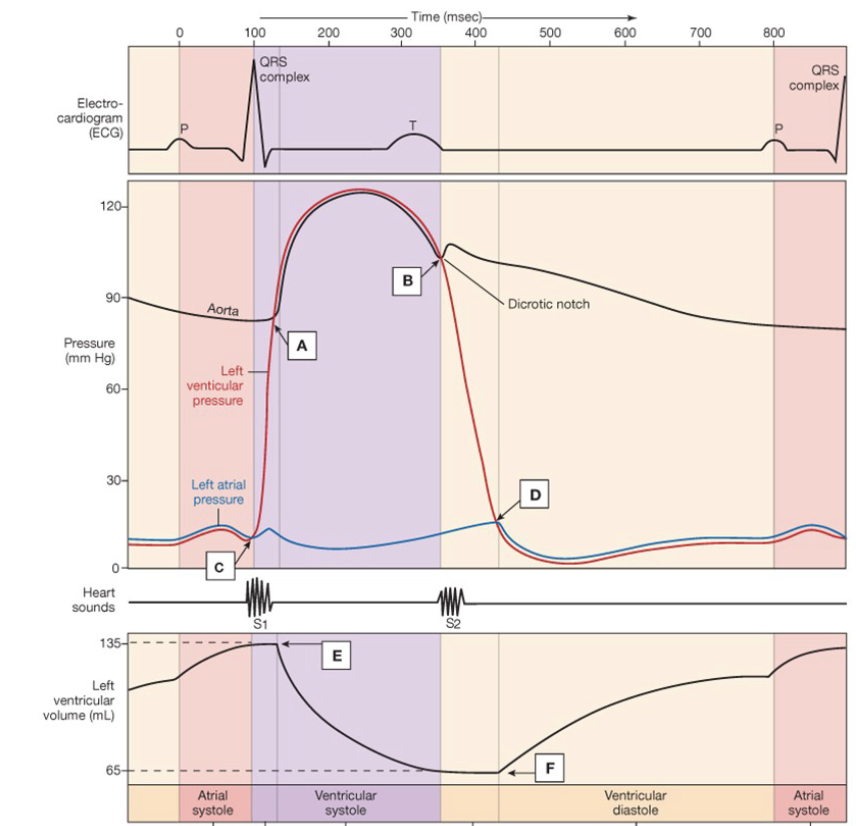<p><strong>P-Wave</strong>: atrial depolarization → atrial contraction</p><ul><li><p>atrial pressure increases</p></li><li><p>ventricular volume increases</p></li></ul><p><strong>QRS</strong>: ventricular depolarization → ventricular contraction</p><ul><li><p>left ventricular pressure increases</p></li><li><p>pushes blood out</p></li><li><p>heart sound</p></li><li><p>open aortic semilunar valve</p></li></ul><p><strong>Left Ventricular Volume decreases</strong></p><ul><li><p>pressure starts to decrease</p></li></ul><p><strong>T-Wave</strong>: relaxation phase</p><ul><li><p>rapid drop in ventricular pressure</p></li><li><p>AV valve opens</p></li><li><p>2nd heart sound</p></li><li><p>ventricular volume increases</p></li></ul><p></p>