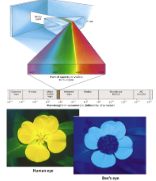 <p>Light Energy </p>