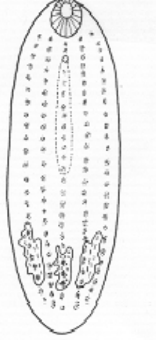 <p>name it</p>