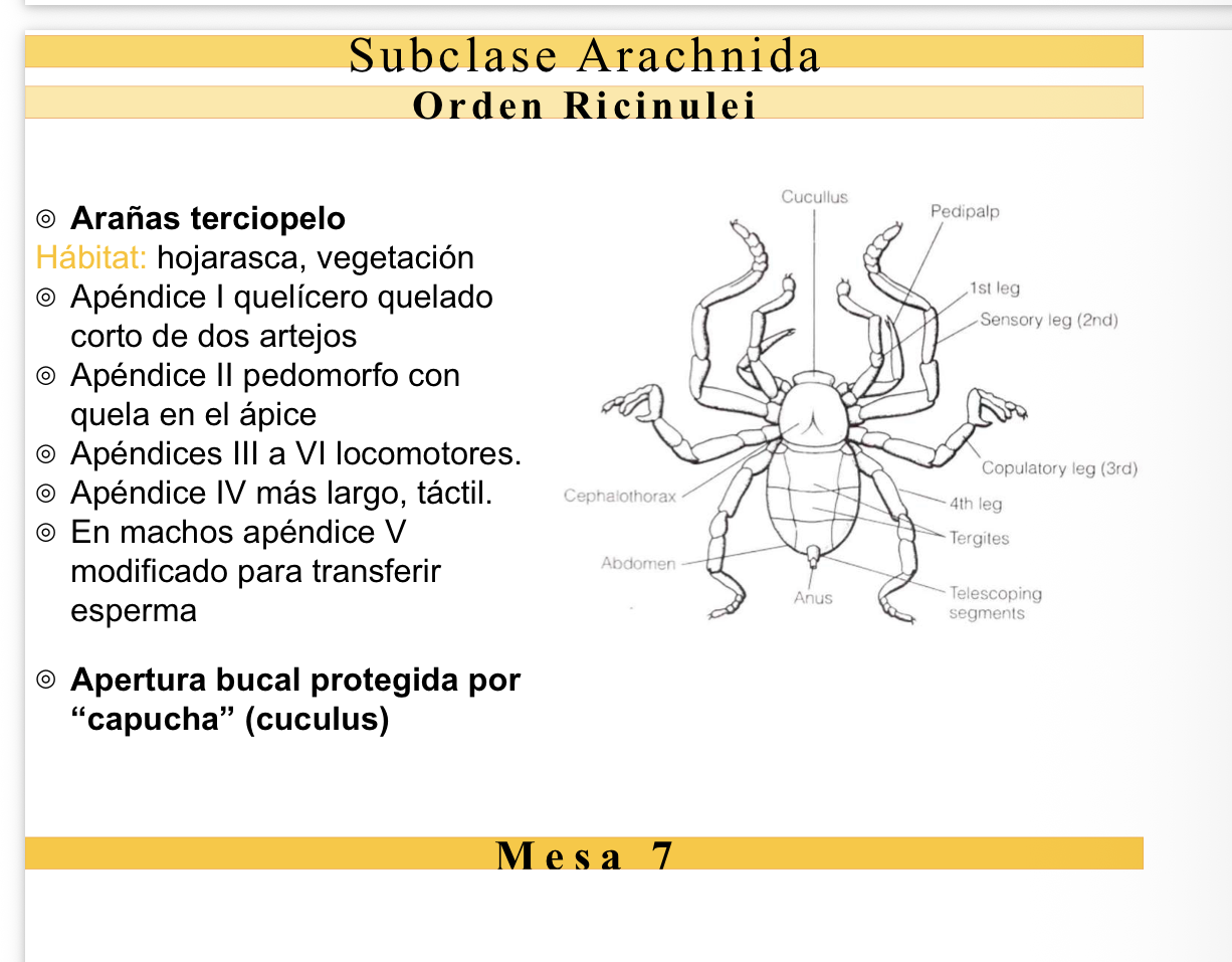 <p><strong>FILO:</strong> Arthropoda</p><p><strong>SUBFILO:</strong> Chelicerata</p><p><strong>CLASE:</strong> Arachnida</p><p><strong>ORDEN:</strong> Ricinulei</p><p><strong>CARACTERÍSTICAS DIAGNÓSTICAS</strong></p><ul><li><p>Capuchón móvil (cucullus) que cubre los quelíceros.</p></li><li><p>Cuerpo robusto.</p></li><li><p>Habitan suelo y cuevas.</p></li><li><p>Muy poco comunes.</p></li></ul><p>Dimorfismo : machos apéndice V modificado para transferir sperma.</p><p>*Apertura bucal protegida por capucha (cuculus).</p>