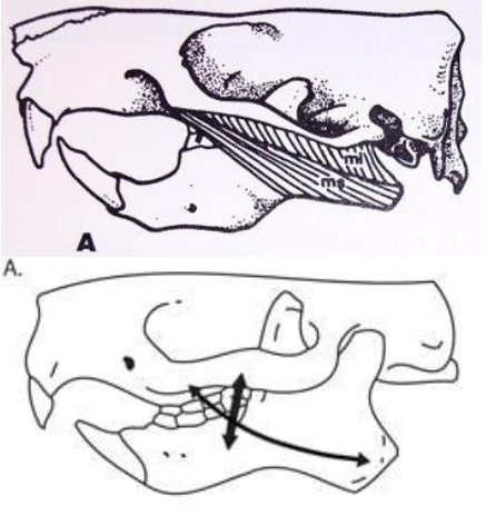 <p>Small infraorbital foramen, masseters originate on zygomatic arch </p>