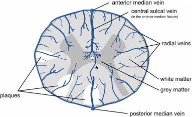 <p>What Is The Internal Anatomy Of The Spinal Cord?</p>