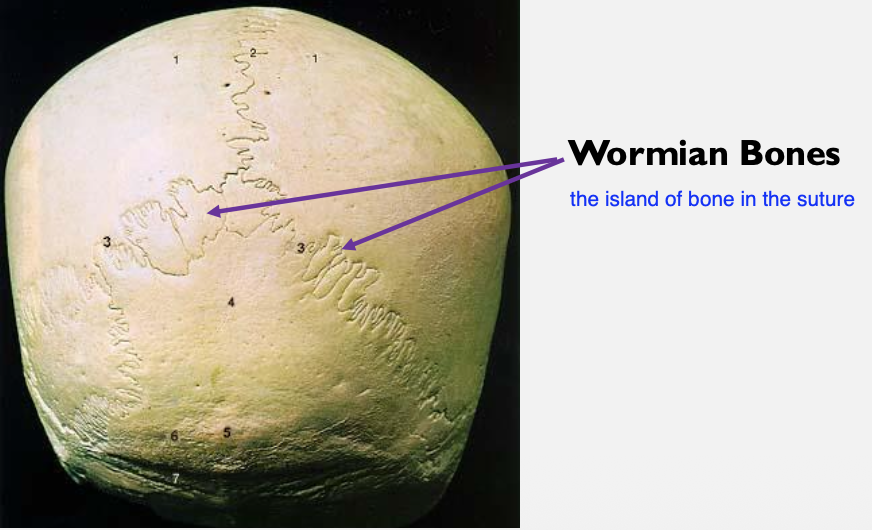 <ol><li><p>Bones within the skull’s sutures</p></li><li><p>Bones on the lambdoid suture</p></li></ol><p></p>
