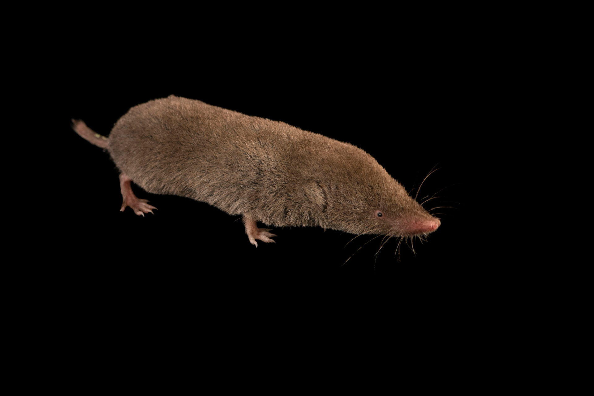 <p>what is the name of this species</p>