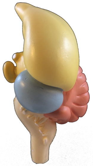 <p>Contains the Medulla Oblongata (Vital to life; Heartbeat, BP, Respirations, vomiting, sneezing.)</p>