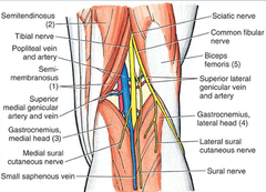 <p>*deep to superficial*</p><p>1) Popliteal artery</p><p>2) Popliteal vein</p><p>3) Tibial nerve</p><p>4) Common fibular nerve</p>
