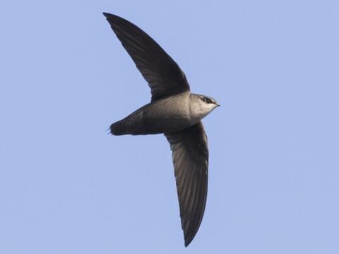 <p>“flying cigar” with blunt head, squared off tail, long sickle shaped wings</p><p>dark gray body with slightly pale throat</p><p>nest and root in chimney</p>