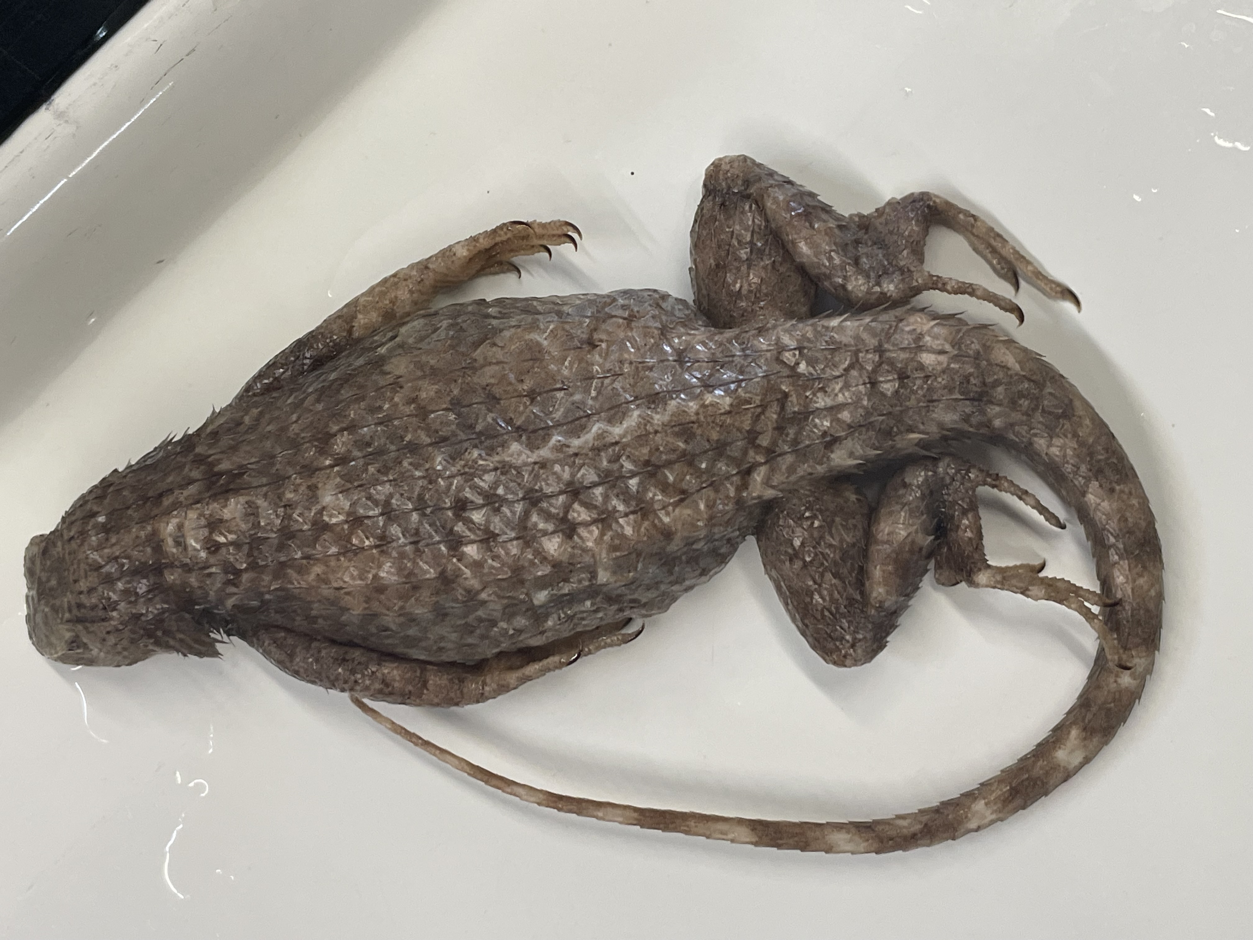 <p>Genus and species</p>