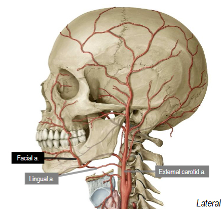 <p>Branches anteriorly off external carotid artery superior to lingual artery</p><p>Passes deep to submandibular gland, then curls superficially over mandible to supply face</p>