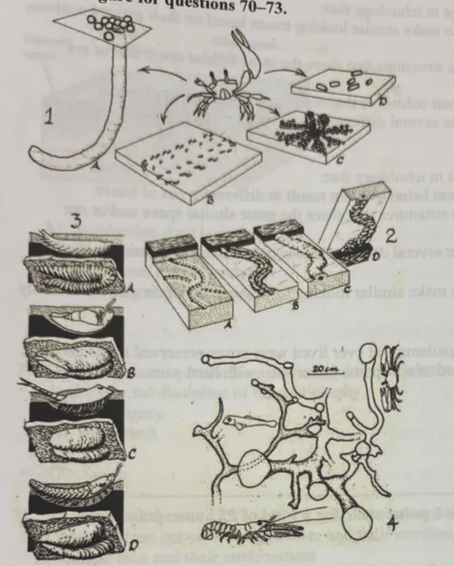 <p>2 illustrates concept in ichnology that</p><p>a. multiple animals can produce structures that share the similar space and or are interconnected</p><p>b. one type of trace can look like several different traces based on its expression in the sediment or rock outcrop</p><p>c. one animal can exhibit different behaviors that result in different types of traces</p><p>d. different types of animals can make similar looking traces based on their general anatomy or symmetry and behavior</p>