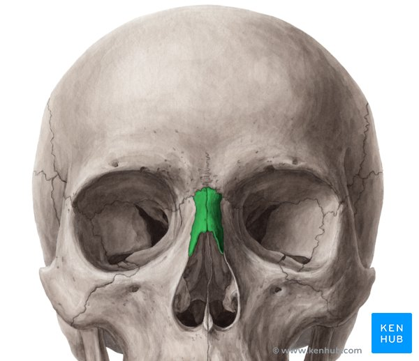 <p>Nasal</p>