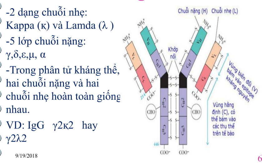 <p>Cấu trúc cơ bản của kháng thể</p>