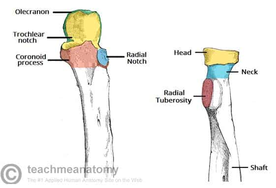 <p>Distal End</p>