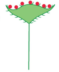 <p>disk and ray florets are arranged on a head to mimic a large flower</p>