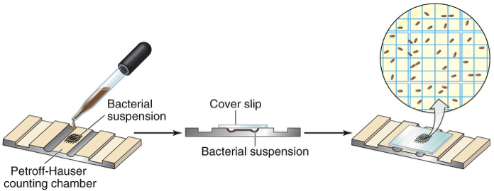 <p><span>Direct cell count (haemocytometer)</span></p>