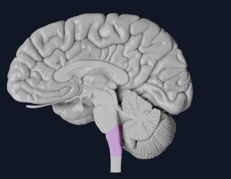 <p>Vital autonomic functions; heart rate and breathing </p>