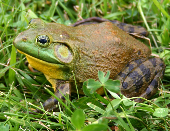 <p>● Largest frog in North America </p><p>● No dorsolateral fold </p><p>● May have dark bands on back legs </p><p>● Call: Brr-rr-rrum</p>