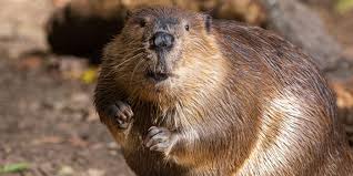 <p>Family: beavers </p>