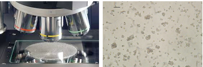 <p>Shape parameters</p><p>Combined with image analysis</p>