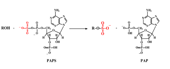 <p>What happens during sulfation?</p>
