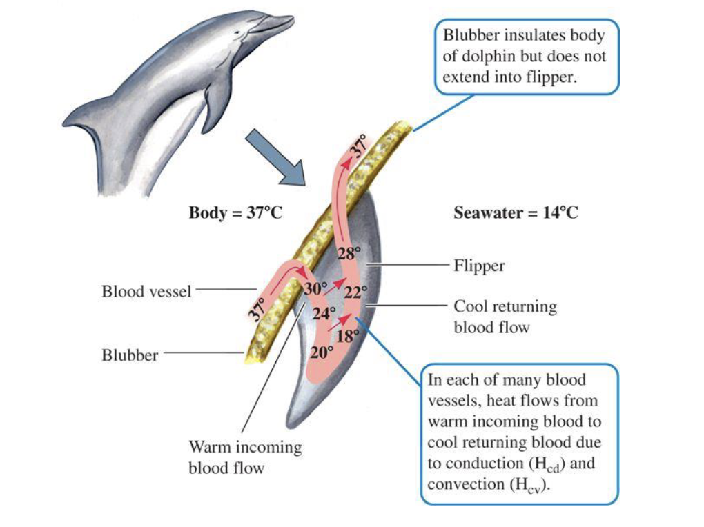<ul><li><p>works to insulate, and thermoregulate the body </p><ul><li><p>if the animal is too hot, the blood can be brought out to extremities to cool down blood, then to return back to body </p></li></ul></li><li><p>3 main functions</p><ul><li><p>insulation</p></li><li><p>energy </p></li><li><p>buoyancy</p></li></ul></li><li><p>mother whales can have their blubber be ‘built up’ so that they can create energy reserves to provide milk for calves </p></li></ul><p></p>