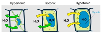 <p>Iso-osmotisch osmotische waarde buiten de cel = in de cel</p><p>• diffusie van water cel in = cel uit</p><p></p><p>Hyper-osmotisch: osmotische waarde buiten de cel is hoger dan in de cel → diffusie van water de cel uit</p><ul><li><p>cellen krimpen</p></li><li><p>reversibel<br></p></li></ul><p>Hypo-osmotisch: osmotische waarde buiten de cel is lager dan in de cel → diffusie van water de cel in</p><p>• lysis van de cellen</p><p>• irreversibel</p>
