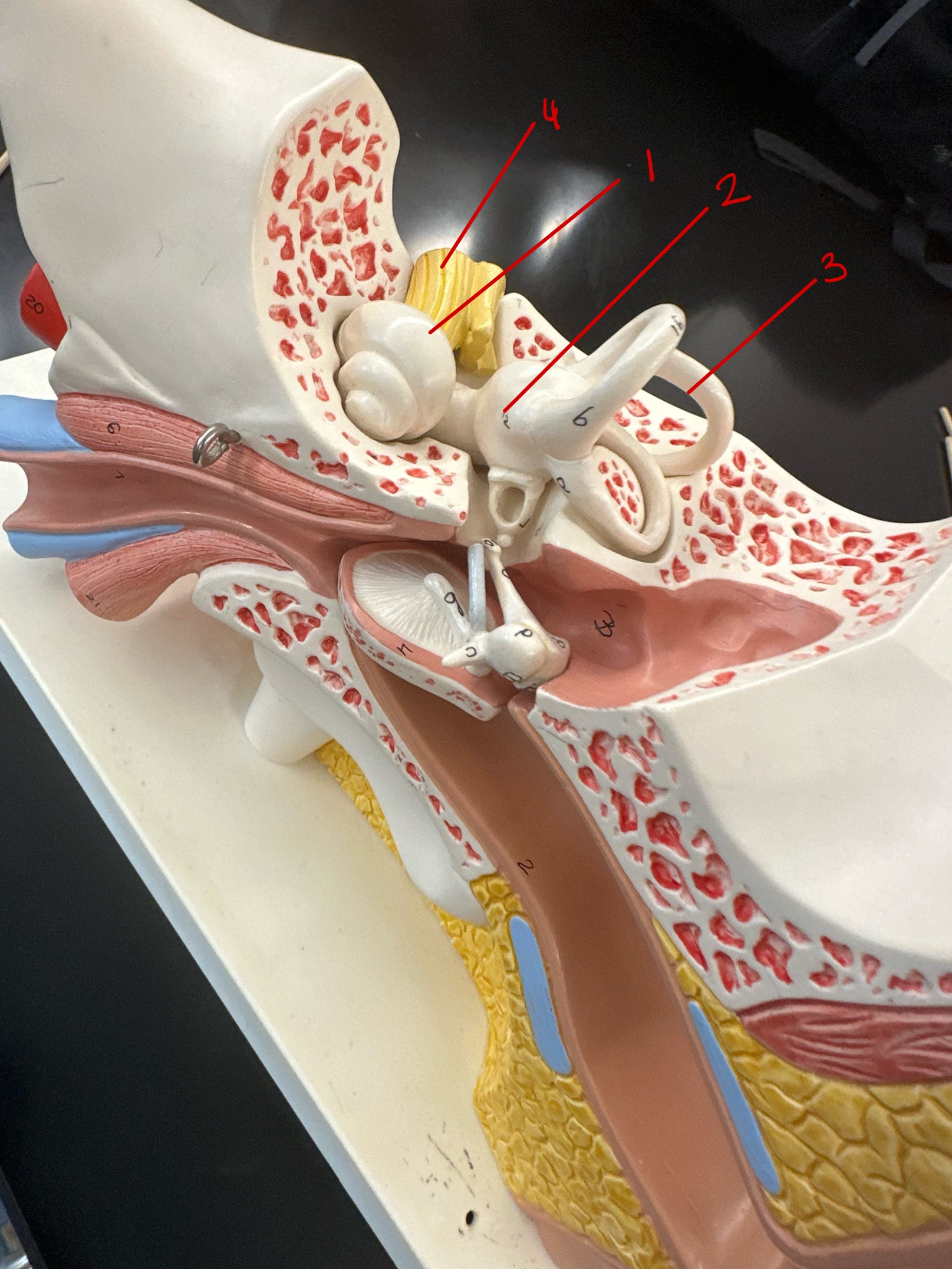 <p>this makes up the internal ear</p>
