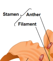 <p><strong>Stamen</strong></p>