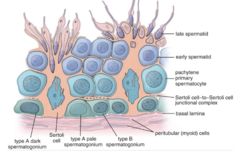 <p>Where are spermatids located?</p>