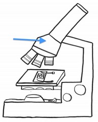 <p>Rotates the objective lenses</p>