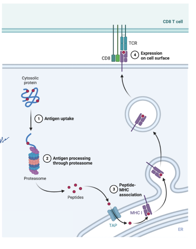 <p>detect<u> endogenous</u> antigens</p><p>intracellular pathogens: viruses, tumor antigens → degraded by proteasome → peptides produced</p><p>peptides transported to rough ER → binds to MHCI </p><p>Peptide-MHCI complex transported to golgi → then cell surface</p><p>TCR binds antigen → MHCI binds co-receptor: CD8 </p><p>CD8 + T cell lyses cell</p>