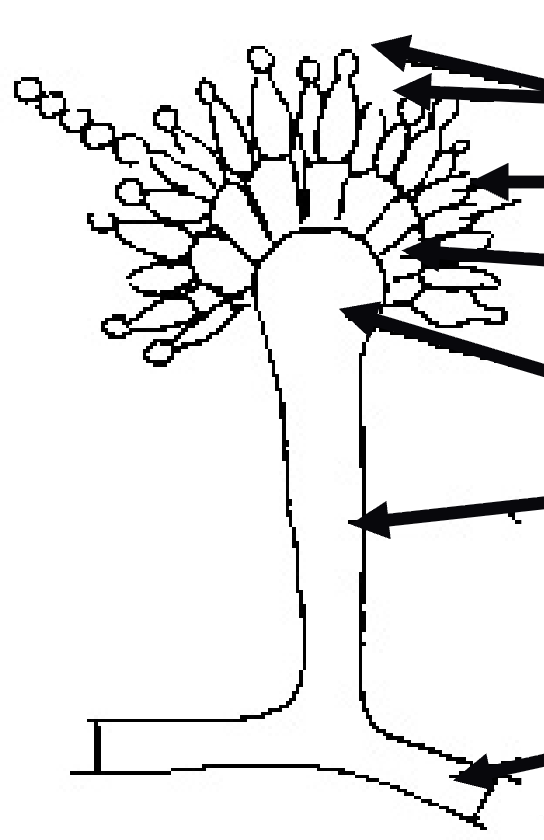 <p>seventh arrow</p>