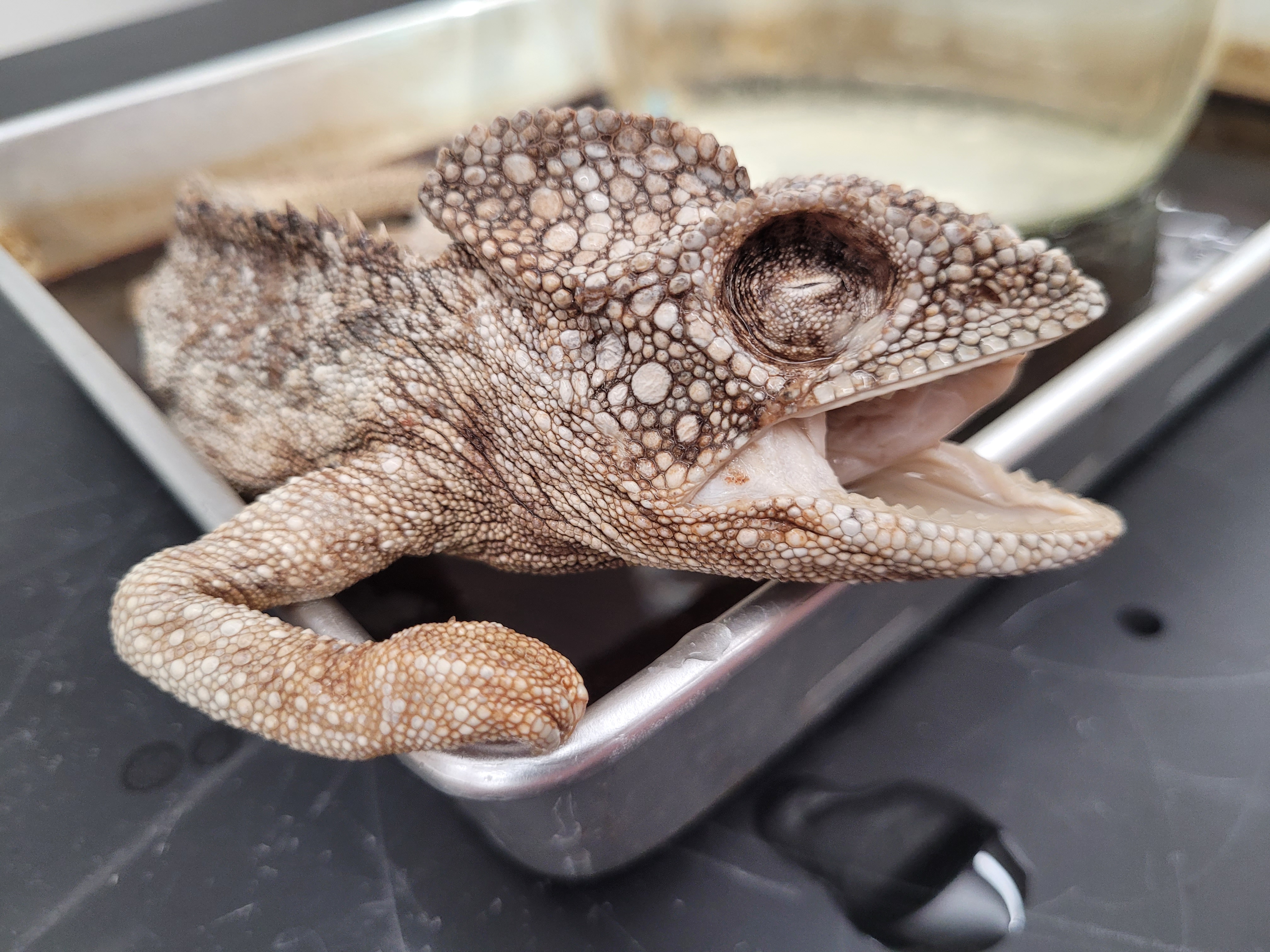 <p>What species is this</p>