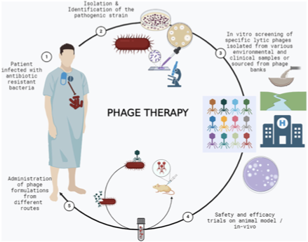 <p>Used to <strong>target and destroy specific bacteria</strong> without harming human cells </p>