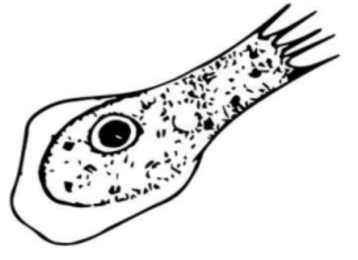 <p>SCIENTIFIC NAME</p>