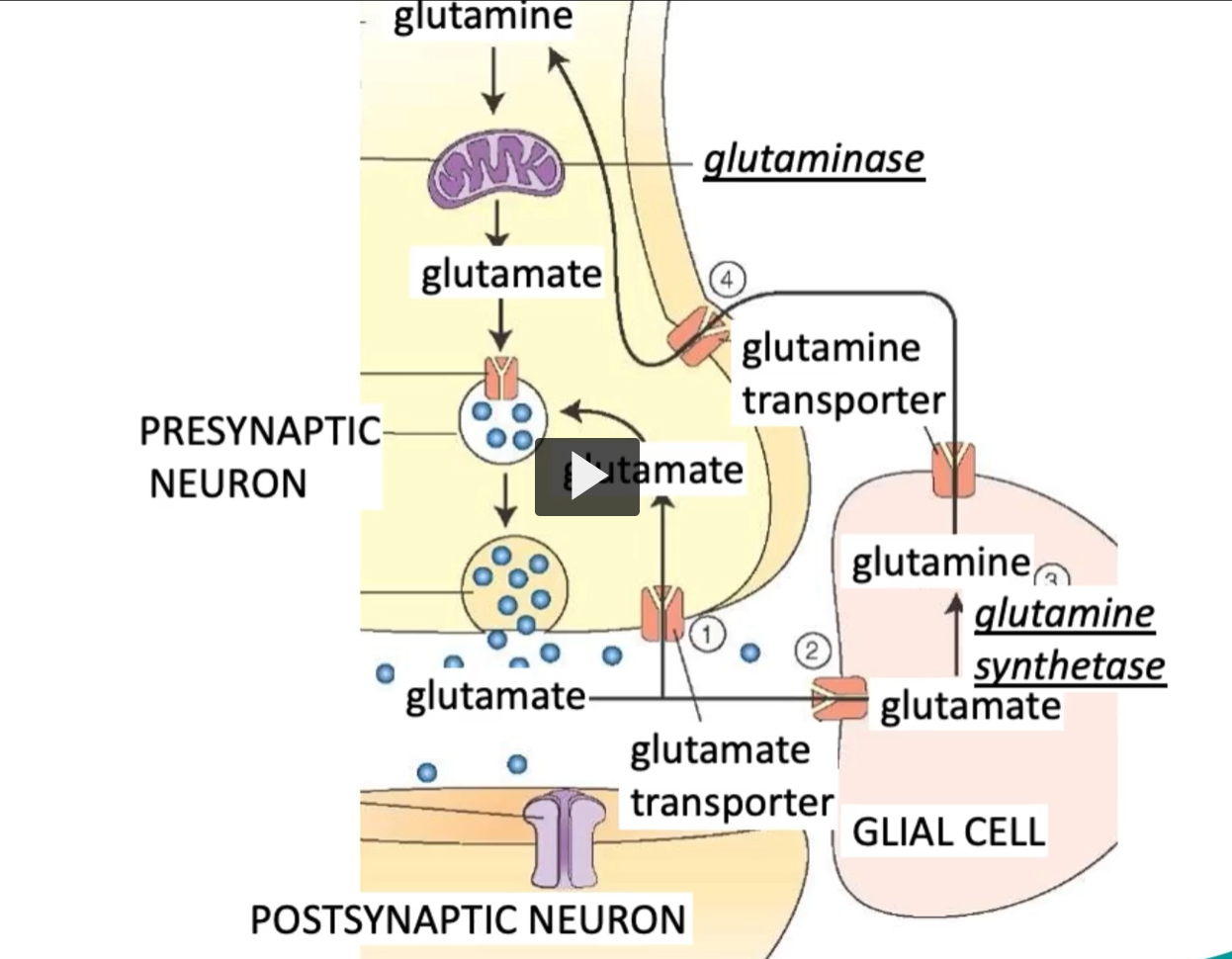 <p>GlutaMINase: converts glutaMINE to glutaMATE</p><p>Glutamine Synthase: synthesizes glutamine</p>