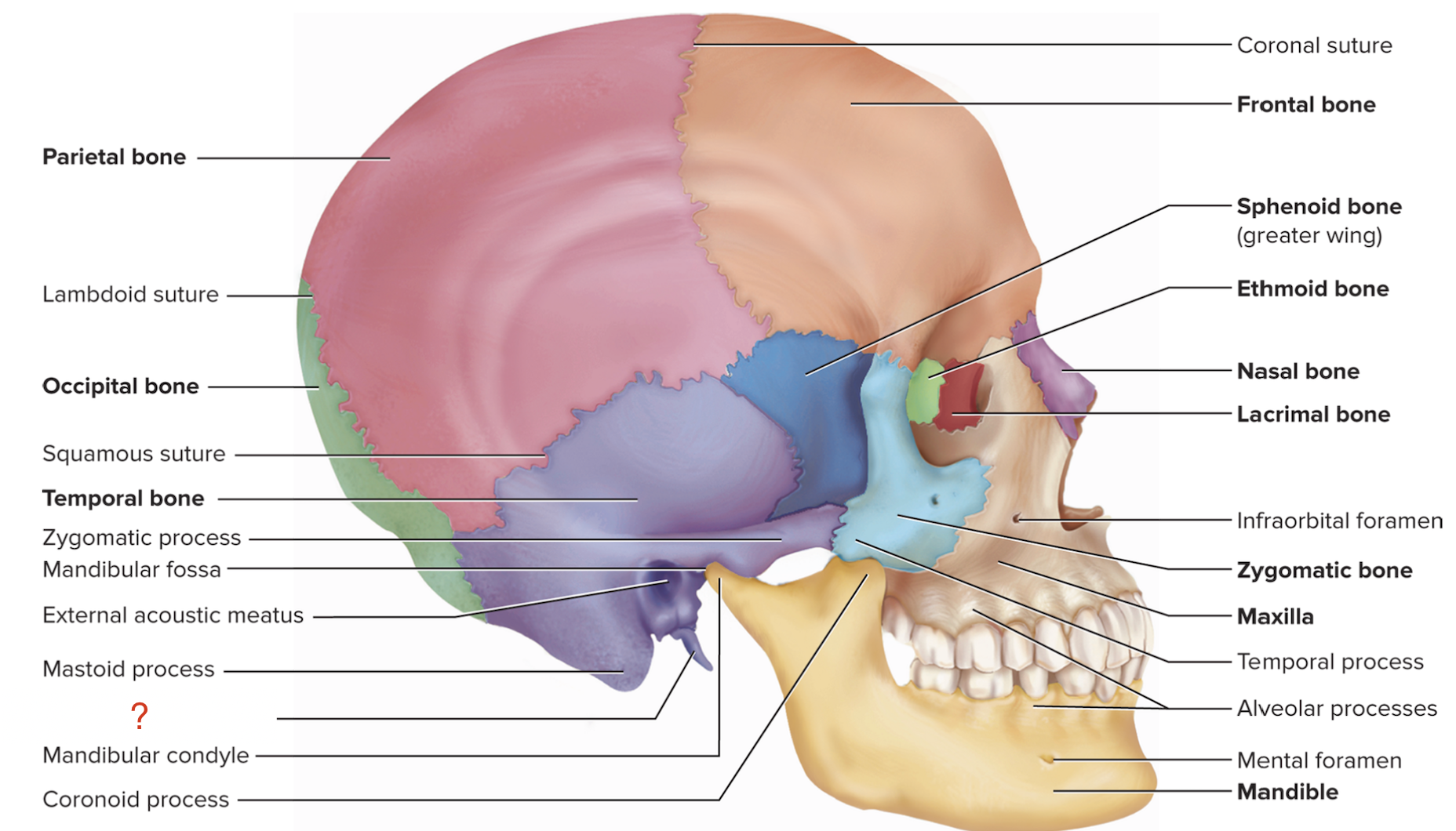 <p>What is the name of this bony marking of the temporal bone?</p>