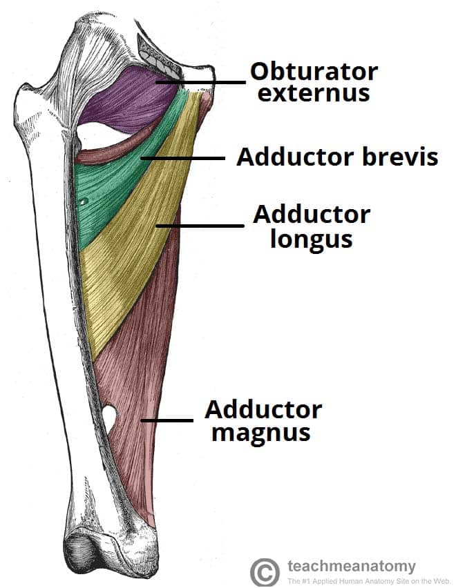 <p>Proximal Attachment (O): Body and inferior ramus of pubis</p><p>Distal Attachment (I): Pectineal line and proximal part of linea aspera of femur</p><p>Nerve: Obturator nerve and branch of anterior division (L2, L3, L4)</p><p>Action: Adducts hip joint and, to some extent, flexes it</p>