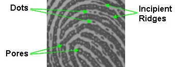 <ul><li><p>Thin, fragmented ridges that appear in furrows between normal mature friction ridges</p></li><li><p>Immature &amp; not fully formed</p></li></ul><p></p>