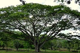 <p>Native to tropical America but widely cultivated and naturalized throughout the Philippines; conservation status: not endangered. Most easily identified by its massive umbrella-shaped canopy, one of the broadest of any tropical tree, providing exceptional shade and making it a landmark tree in parks, roadsides, and open landscapes.</p><p>A large semi-deciduous tree typically growing 15–25 meters tall, occasionally reaching 30 meters, with a crown spread of 20–40 meters or more. Trunk is stout, often 1–2 meters in diameter, with dark gray to brown bark that becomes rough and fissured with age. It develops a deep root system with extensive lateral roots and is capable of nitrogen fixation. Branching begins well above human height and spreads horizontally to form a broad dome-shaped canopy. Leaves are large, bipinnately compound, with numerous small leaflets that fold during rain and at night. Flowers are pink to pinkish-white, powderpuff-like, and borne in clusters. Fruits are thick, dark brown, elongated pods containing hard seeds embedded in a sweet, sticky pulp.</p><p>Widely used as a shade tree in parks, campuses, pasturelands, highways, and large open spaces. The sweet pulp surrounding the seeds is edible and consumed by livestock and occasionally by people. Generally non-toxic. In landscape applications, it is best reserved for very large sites where its enormous canopy can develop freely; unsuitable for small gardens, narrow streets, or areas near buildings and utilities due to its extensive crown spread, large surface roots, and potential branch weight.</p>