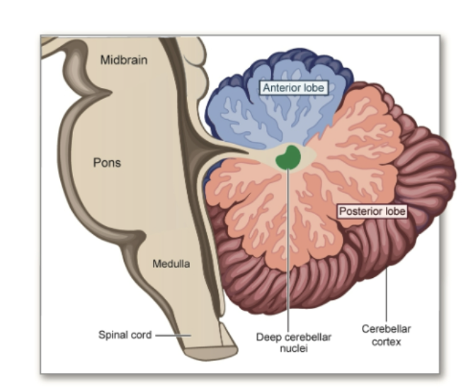 <p>Quick Detour to the Cerebellum</p>