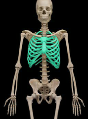 <p>ribs and sternum</p>