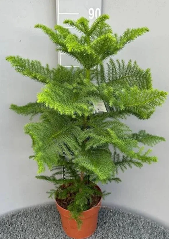 <p>Araucaria heterophylla</p>